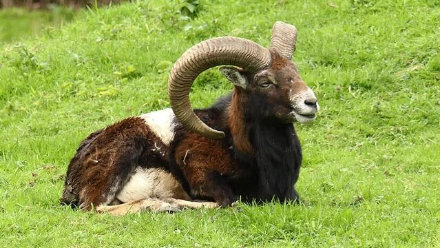 mouflon and sheep in the wild