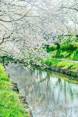 元荒川の桜並木