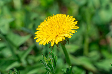 Blooming yellow dandelion flowers in springtime close-up. Details taraxacum officinale in meadow. Blowball used as medical herb and food ingredient. Edible fresh plants aster family or compositae. © IhorStore