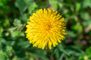 Blooming yellow dandelion flowers in springtime close-up. Details taraxacum officinale in meadow. Blowball used as medical herb and food ingredient. Edible fresh plants aster family or compositae. - obrazy, fototapety, plakaty