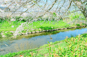 元荒川の桜並木