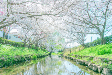 元荒川の桜並木