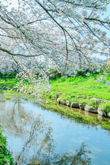 元荒川の桜並木