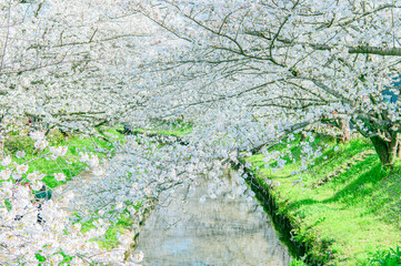 元荒川の桜並木