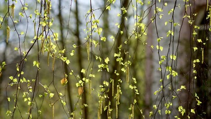 Spring birch branch with young green buds in the bright light of a spring day
