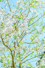 元荒川の桜並木