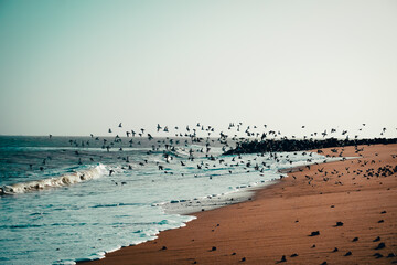 Envolé d'oiseau sur une plage.