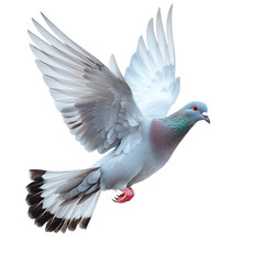 dove flying isolated against transparent background