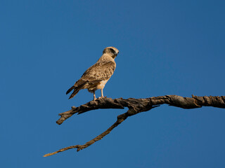 A black - chested snake eagle against the clear blue sky.  Photographed in Rietvlei Nature Reserve, Gauteng, South Africa.