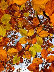Rusty red beech leaves in autumn against the light (contre-jour)