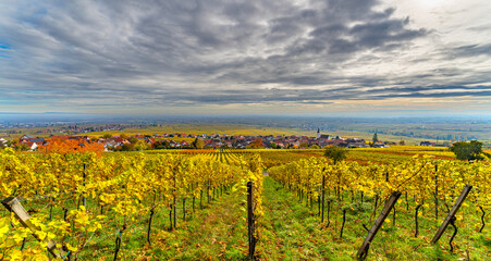 Autumn vineyard with colorful leaves under cloudy sky