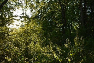 Sun and leaf