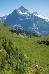 swiss landscape Eiger mountain and green meadow with monkshood flowers - 790251604