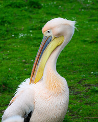 Pelican in St James's Park London grooming with large bill in front of green background
