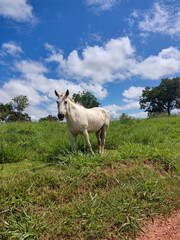 cavalo 
