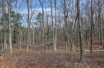 spring day in the forest of the quabbin reservoir