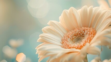 Exquisite Gerbera Blossom: Captivating Macro Image of Delicate Creamy Petals in Soft Focus.