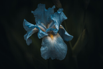Macro details of a blue iris flower on black background