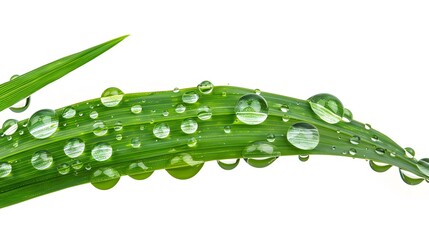 Fresh Dew Drops and Rainwater on Vibrant Green Grass Leaf. Close-up Nature Photography.