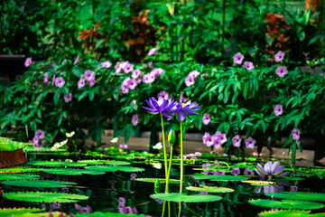 Purple lotus flower in the pond