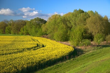 Krajobraz kwietniowy pól i łąk położony na terenie w pobliżu rzeki Wisły