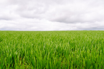 Obraz premium Rural landscape of young green wheat. The concept of agriculture, ecology, gardening