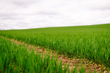 Rural landscape of young green wheat. The concept of agriculture, ecology, gardening
