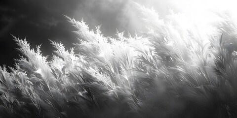 Dramatic Black and White Infrared Photo of Long Grass Swaying in the Wind, Illuminated by Sun Rays