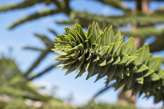 Close-up of a thorny green branch of Araucaria araucana, monkey puzzle tree, monkey tail tree or Chilean pine in Krasnodar landscape city park or Galitsky park.