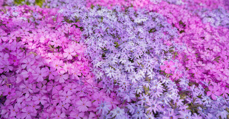 Top view of pink, lilac moss phlox Phlox subulata in spring flower garden. Floral background