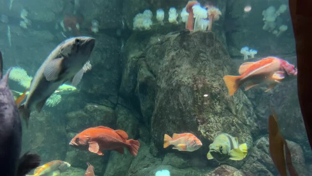 Pacific fish swim languidly in large aquarium