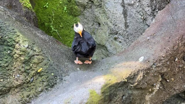 Tufted puffin preens its feathers on a mossy rock ledge