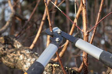 Man pruning trees in the garden. Spring. Close up view.