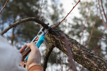 Man pruning trees in the garden. Spring. Close up view.