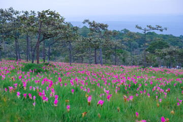 Siam Tulip flowers on the ground at Saithong National Park, Thailand