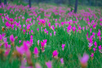 Obraz premium Siam Tulip flowers on the ground at Saithong National Park, Thailand