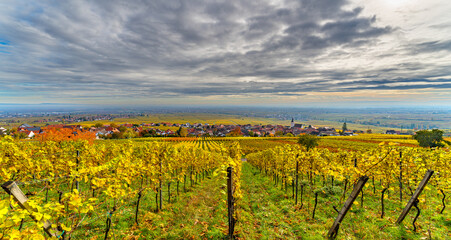 Fototapeta na wymiar Autumn vineyard with colorful leaves under cloudy sky