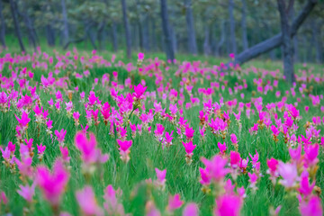 Obraz premium Siam Tulip flowers on the ground at Saithong National Park, Thailand