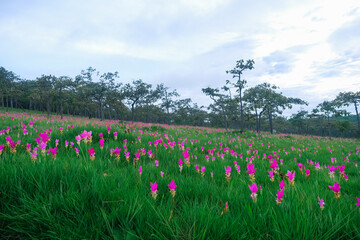 Siam Tulip flowers on the ground at Saithong National Park, Thailand