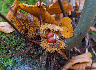 Closeup of a chestnut on a tree branch, showcasing terrestrial plant adaptation