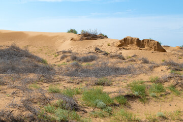 Encroaching desert on a sunny June day. Republic of Kalmykia, Russia