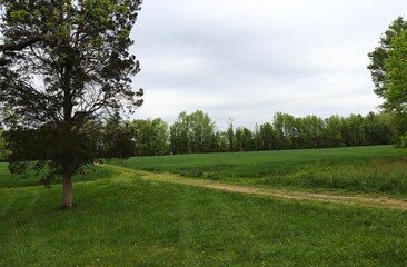 Obraz premium Green Grass and Pathway 