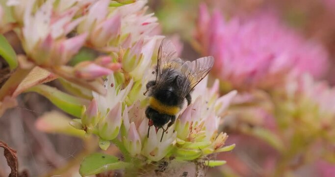 Bumblebee collects flower nectar at sunny day. Bumble bee in macro shot in slow motion.