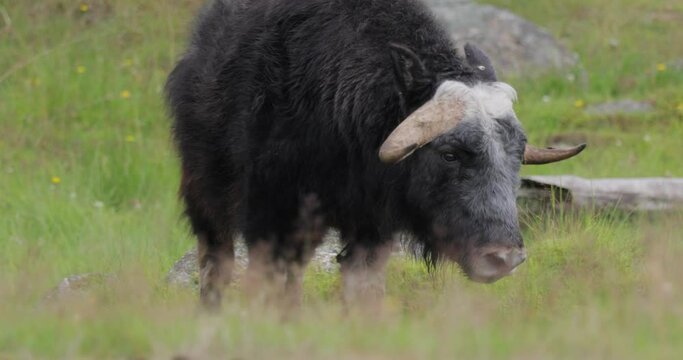 Muskox (Ovibos moschatus, in Latin musky sheep-ox), also spelled musk ox and musk-ox, plural muskoxen or musk oxen is a hoofed mammal of the family Bovidae.
