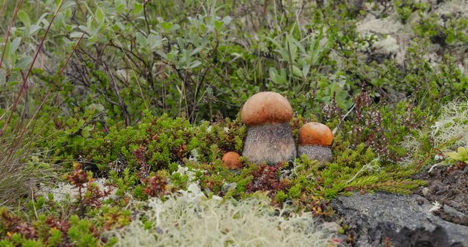 Beautiful boletus edulis mushroom in arctic tundra moss. White mushroom in Beautiful Nature Norway natural landscape. Mushrooms season.