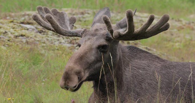 Elk or Moose, (Alces alces) in the green forest. Beautiful animal in the nature habitat.
