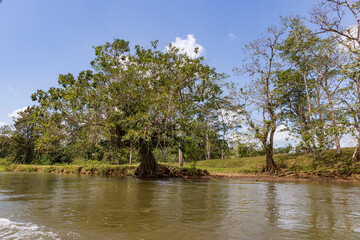 Scenic view of big mangrove tree along San Juan river at the border of Costa Rica and Nicaragua
