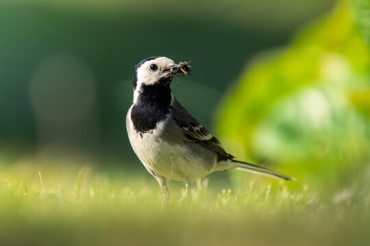 White wagtail with insects in beak against a lush green background, ready to feed chicks