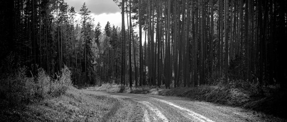 Pine forest panorama landscape with winding dirt road. Latvia in spring in black and white