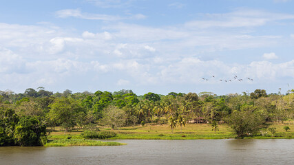 Rainforerst landscape with a diveresity of green trees and flying birds along the San Juan river in Nicaragua